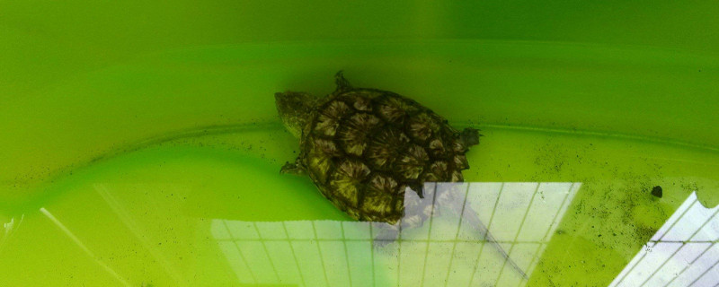 佛鳄如何精养