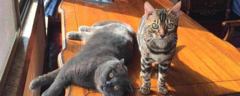 家庭如何杀死猫瘟病毒