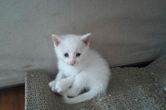 宠物猫哪种比较便宜，什么样的宠物猫最便宜又好