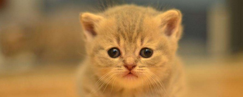 刚断奶的小猫怎么养