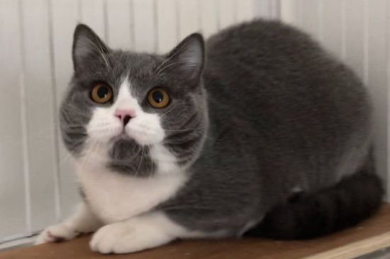 猫鼻涕带血