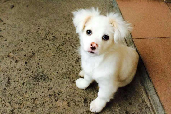 狗丢了的禁忌