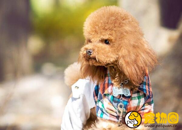 泰迪犬训练大小便的方法，泰迪很聪明学习起来非常快