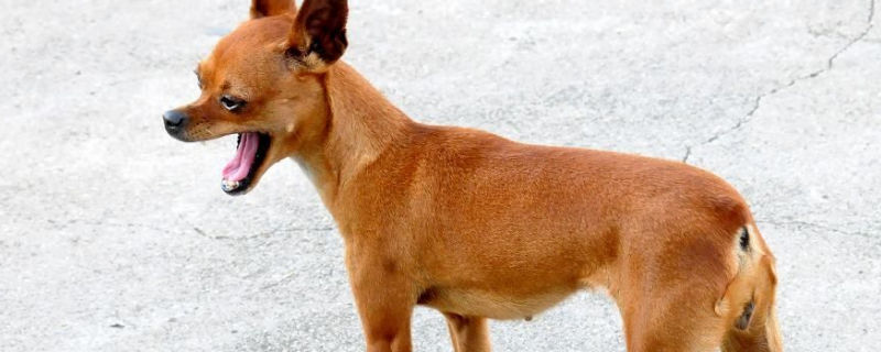 小鹿犬为什么不能打他