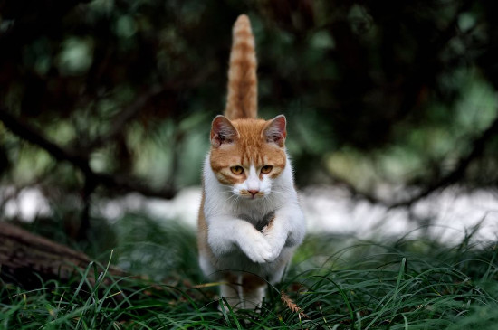 下雨天猫咪躲哪里