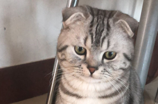 折耳猫什么姿势是犯病