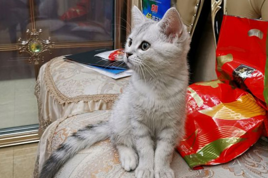 猫没精神总睡觉没食欲