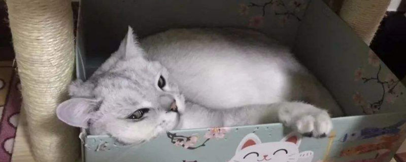 楼房养猫注意事项