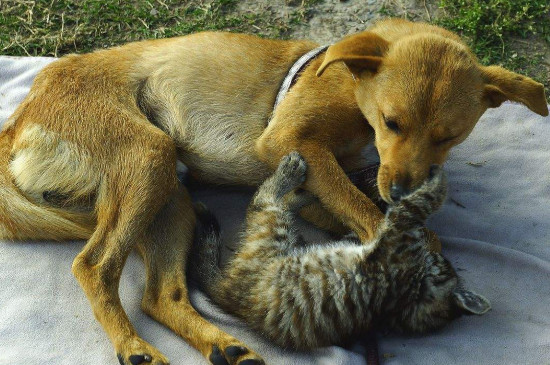 犬科为什么打不过猫科