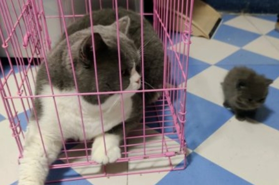猫咕噜噜叫是怎么回事