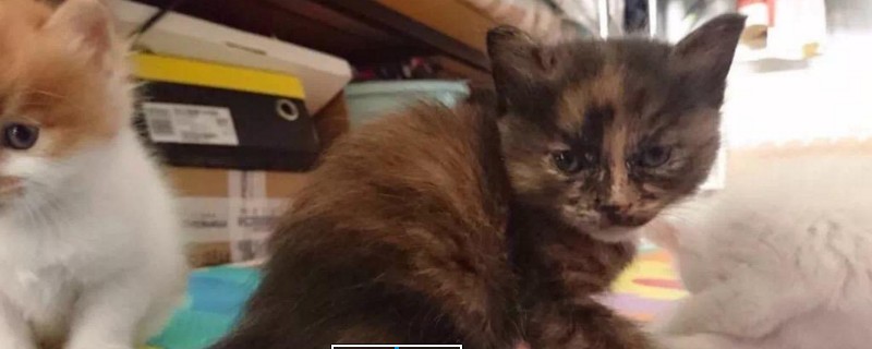 十几天的小猫怎么喂养