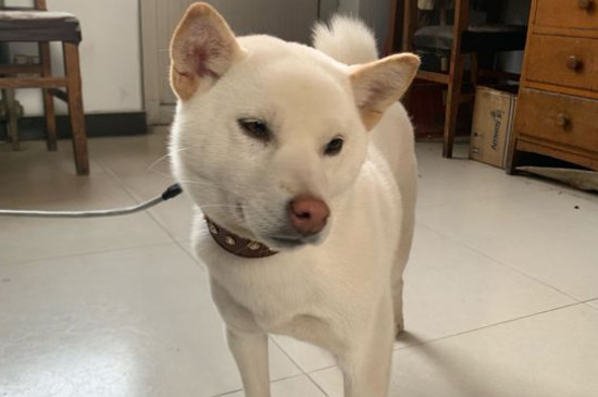 柴犬怕冷吗