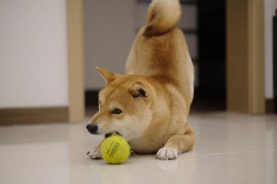为什么养柴犬的人很少