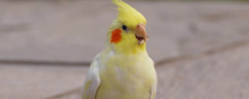 鹦鹉吃什么水果和蔬菜