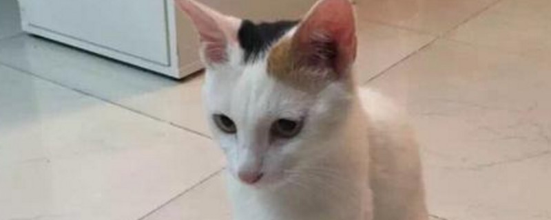 幼猫不吃泡软的猫粮