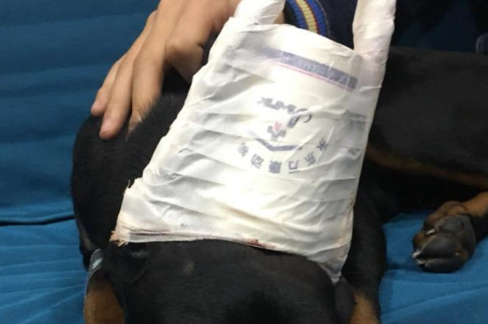 自制狗狗立耳器