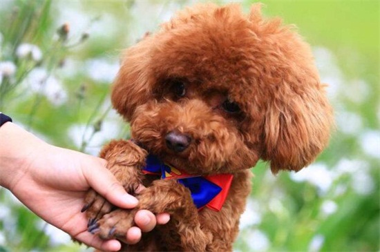 泰迪犬一天大便几次，一般2～3左右但不同时期次数不同