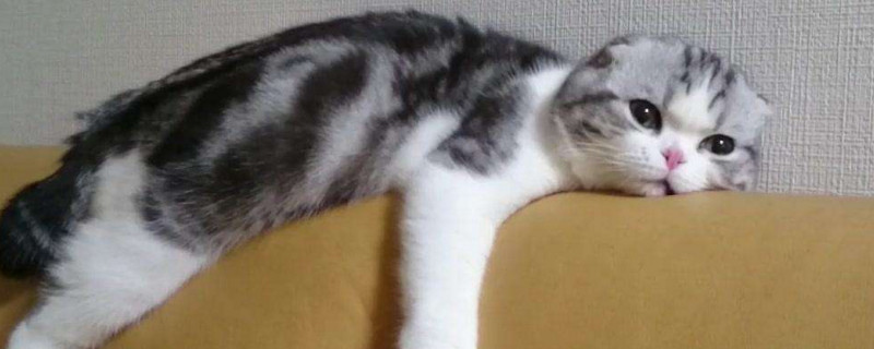 折耳猫发病症状吃什么