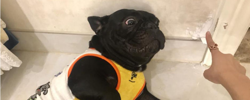 自制狗狗立耳贴