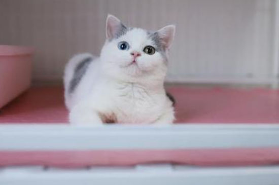 猫为什么喜欢看人拉屎