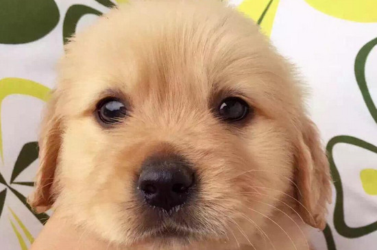 纯种金毛幼犬多少钱一只，至少两千起步品相越好价格越高