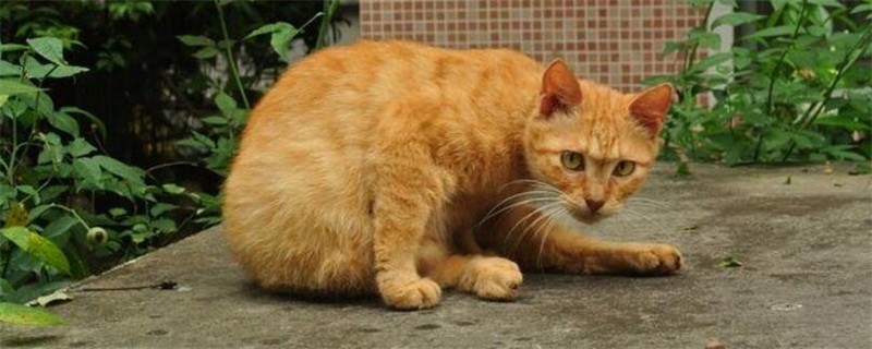 怎么帮母猫排出死胎