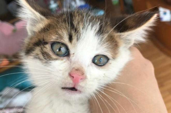 为什么千万不要让猫舔你