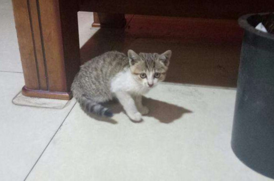 猫体温低就没救了吗