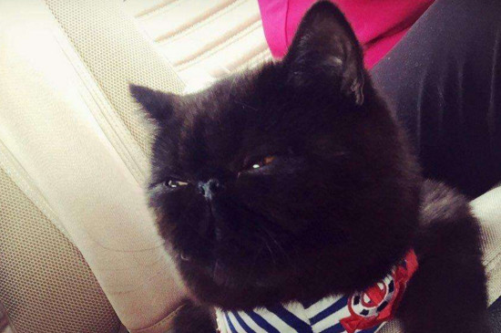 猫死了应该怎么处置