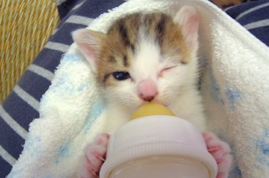 未断奶的猫怎么喂养