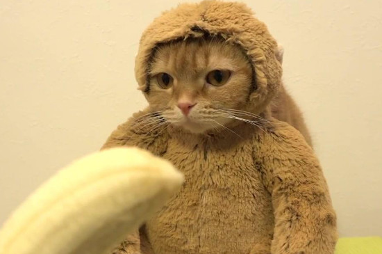 猫可以吃樱桃吗