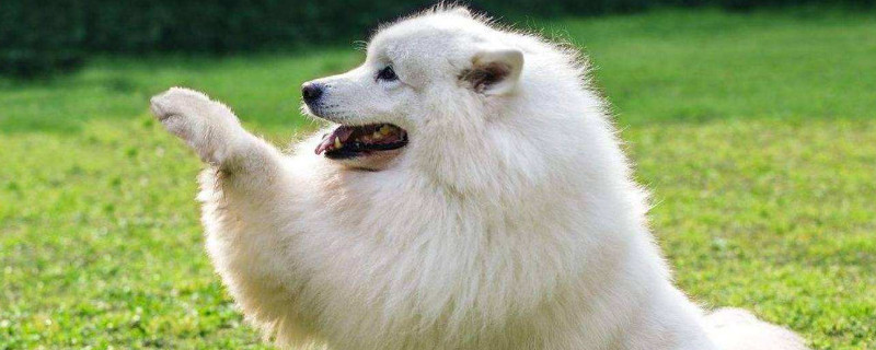 狗狗喜欢主人的表现有哪些