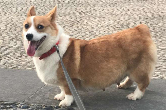 掌握以下六要素养出健康的柯基犬
