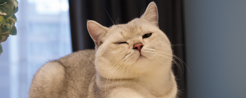 大猫咬新来的小猫后颈
