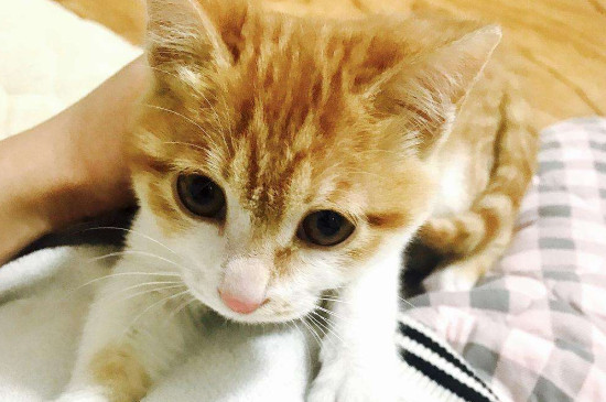 小猫一直叫是什么原因
