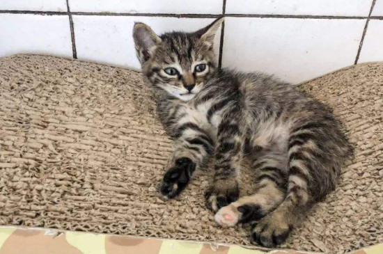 猫咪全身一阵一阵哆嗦，猫一阵一阵发抖是怎么了