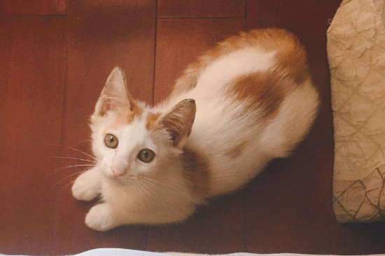 猫突然不在猫砂里拉屎怎么回事