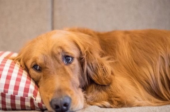 狗狗打狂犬疫苗前能洗澡吗