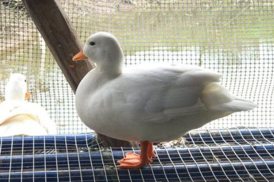 柯尔鸭小时候是什么颜色
