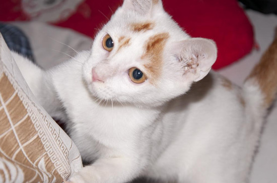 猫咪便秘怎么办，可以喂益生菌蜂蜜水帮助排便