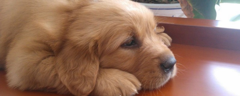 怎样养金毛幼犬