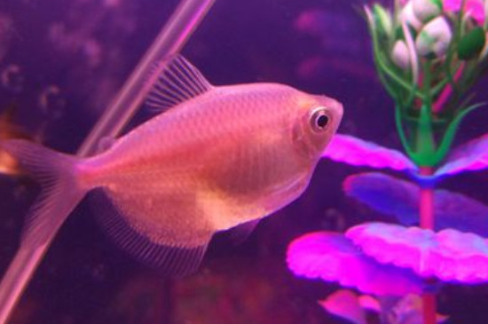 怎样判断彩裙鱼怀孕了