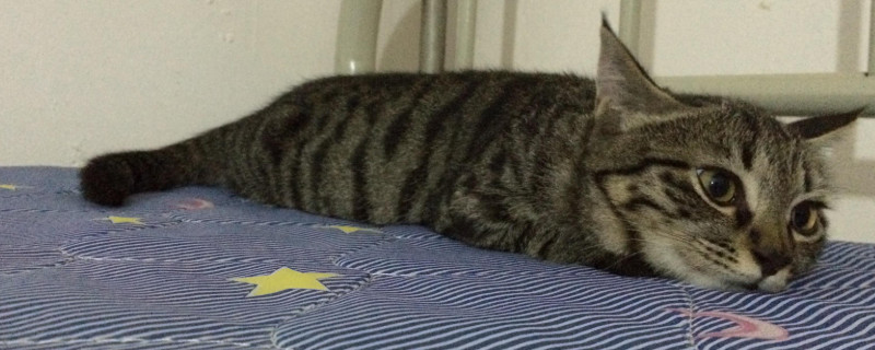 猫剪指甲剪到血线后果