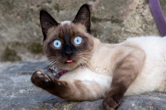 价格在1000左右的猫，好看又不贵的四种宠物猫