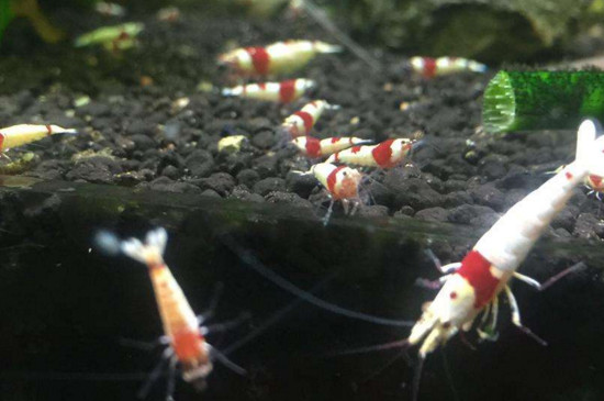 水晶虾和什么螺混养