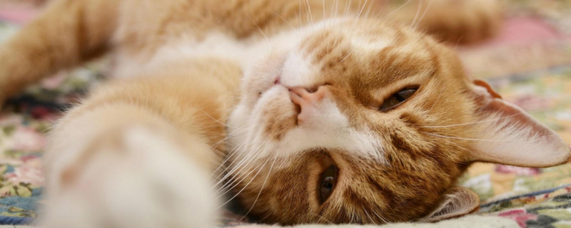 猫咪耳朵凉嗜睡没精神