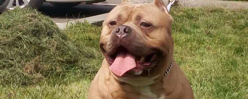 恶霸犬一天吃多少肉