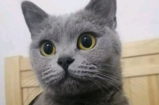 猫喜欢带顶的窝吗