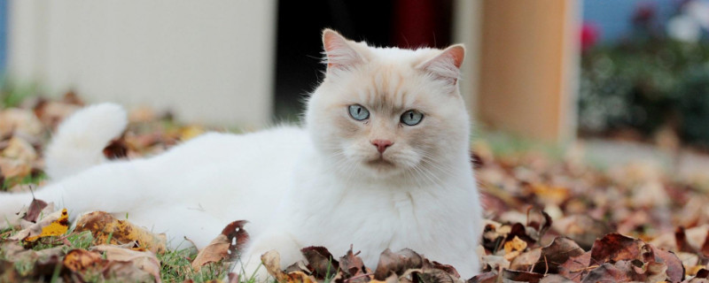 小母猫多大来月经