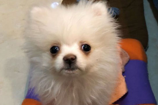狗狗腹水症状是什么，治疗狗腹水的方法